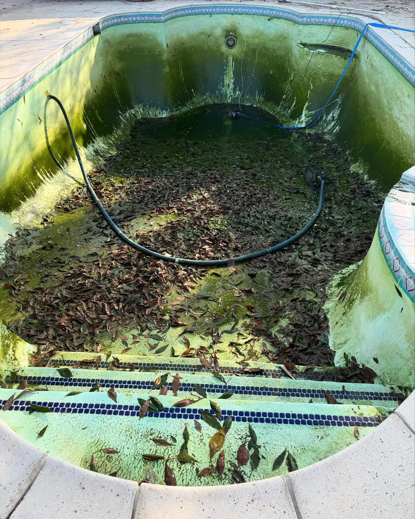 Green algae pool before recovery
